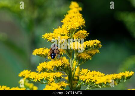 Eine Schwebefliege (Syrphidae) auf den Blüten einer Goldrute (Solidago) Stockfoto