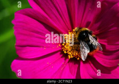 Eine männliche Rotschwanzhummel (Bombus lapidarius) auf der Blüte einer cosmea (Cosmos bipinnatus) Stockfoto