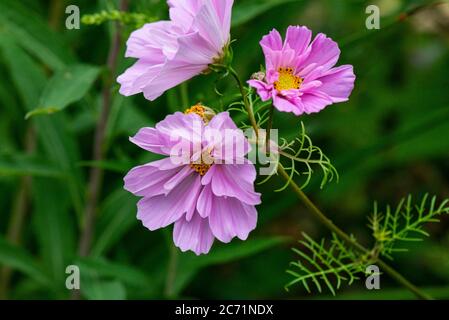 Die Blumen eines Kosmos 'Sea Muscheln' Stockfoto