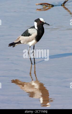 Schmied Lapwing oder Schmied Plover (Vanellus armatus) am Flussufer des Chobe River im Chobe National Park im Norden Botswanas, Afrika. Stockfoto