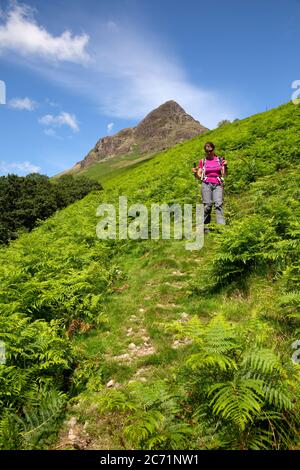 Eine einreisende, weibliche Wanderin, die vom Gipfel von Yewbarrow im Lake District National Park, England, absteigt. Stockfoto