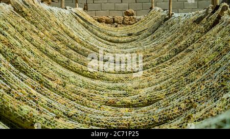 Die Tabakblätter trocknen im Schuppen, der Türkei Stockfoto