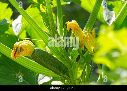 Zucchini Anlage. Zucchiniblüten. Grüne Zucchini wachsen auf Bush. Stockfoto