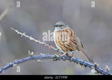 Dunnock (Prunella modularis) auf einer toten Bramble, Marazion Marsh RSPB Reserve, Cornwall, England, Großbritannien. Stockfoto