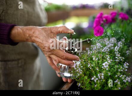 Nicht erkennbare ältere Frau im Sommer auf Balkon Garten, Pflanzen spritzen. Stockfoto