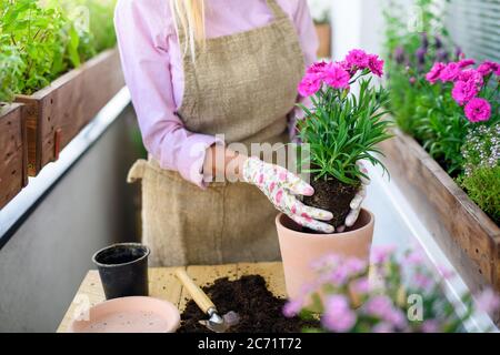 Nicht erkennbare ältere Frau im Sommer auf dem Balkon Garten, Pflanzen Blumen. Stockfoto