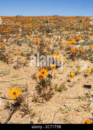 Ein Feld gefüllt mit einer Platte aus orangefarbenen Namaqua Daisies im Frühling im Namaqua National Park von Südafrika Stockfoto