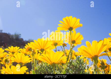 Die leuchtend gelben Blüten eines Skaapbos-Strauches, Tripteris oppositifolia, auch bekannt als die afrikanische Gänseblümchen, wie von unten gesehen, im Goegap Nature Reserve Stockfoto