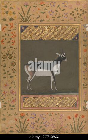 Black Buck, Folio aus dem Shah Jahan Album, Recto: Ca. 1615-20; verso: Ca. 1530-50. Stockfoto