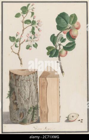 Studien über Stamm, Blüten und Früchte eines wilden Apfelbaums (Malus sylvestris), 1788. Stockfoto