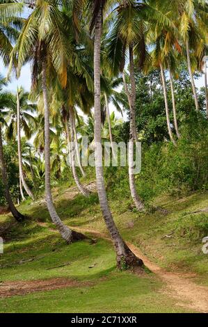 Pfad zwischen Palmen zum Wasserfall Salto de Limon, Samana, Dominikanische Republik. Stockfoto