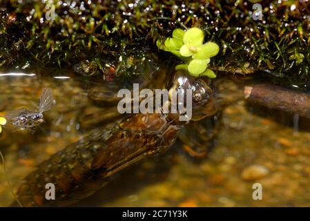 Südliche Hawker Libelle (Aeshna cyanea) Nymphe in einem Gartenteich Stockfoto