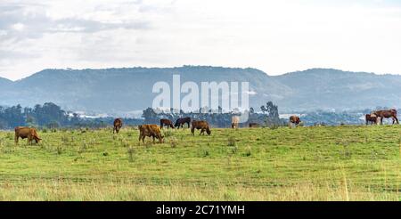 Ochsen und Kühe auf einem Bauernhof in Brasilien. Nutztiere. Ländliche Landschaft und Tiere Fütterung. Rinder auf einem Grenzlandhof zu Uruguay. Umfangreiche Erstellung. Stockfoto