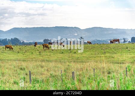 Ochsen und Kühe auf einem Bauernhof in Brasilien. Nutztiere. Ländliche Landschaft und Tiere Fütterung. Rinder auf einem Grenzlandhof zu Uruguay. Umfangreiche Erstellung. Stockfoto