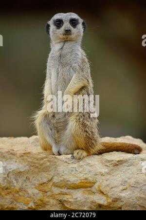 Erdmännchen Stockfoto