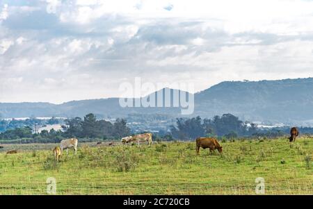 Ochsen und Kühe auf einem Bauernhof in Brasilien. Nutztiere. Ländliche Landschaft und Tiere Fütterung. Rinder auf einem Grenzlandhof zu Uruguay. Umfangreiche Erstellung. Stockfoto