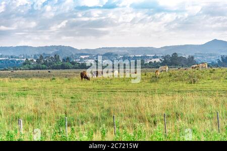 Ochsen und Kühe auf einem Bauernhof in Brasilien. Nutztiere. Ländliche Landschaft und Tiere Fütterung. Rinder auf einem Grenzlandhof zu Uruguay. Umfangreiche Erstellung. Stockfoto