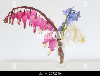 Frühlingsblumen in kleiner Vase mit einem hübschen gebogenen Spray von Blutungen hören Blumen als Hauptfokus. Bluebells und weiße scilla blüht in diesem Stockfoto