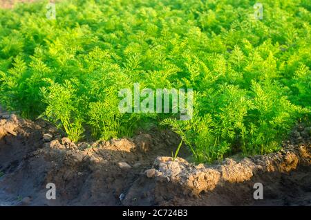 An einem sonnigen Tag wachsen auf dem Feld Pflanzungen junger Karotten. Gemüsereihen. Gemüseanbau. Bauernhof. Pflanzen Frische Grüne Pflanze. Landwirtschaft, Landwirtschaft Stockfoto