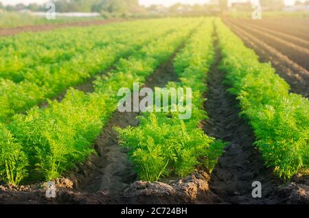 An einem sonnigen Tag wachsen auf dem Feld Pflanzungen junger Karotten. Gemüsereihen. Gemüseanbau. Bauernhof. Pflanzen Frische Grüne Pflanze. Landwirtschaft, Landwirtschaft Stockfoto