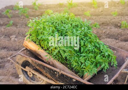 Frische junge Tomatenpflanzen in einer Schachtel. Pflanzung von Sämlingen auf dem Feld. Anbau von Bio-Gemüse. Umweltfreundliche Produkte. Landwirtschaft und Landwirtschaft. Se Stockfoto