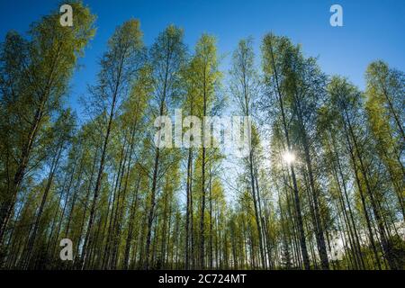 Junge Laubbirke Wald ( betula ) im Frühjahr mit aufkeimenden Blättern , Finnland Stockfoto