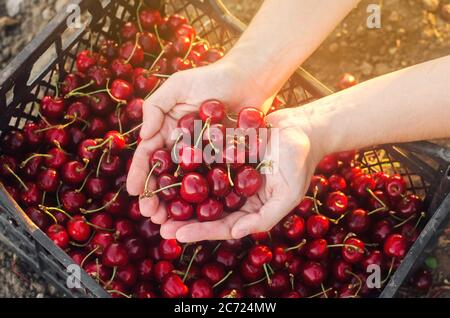 Bauer hält frisch gepflückte rote Kirschen in einer Kiste. Frische Bio-Früchte. Sommerernte. Selektiver Fokus. Stockfoto