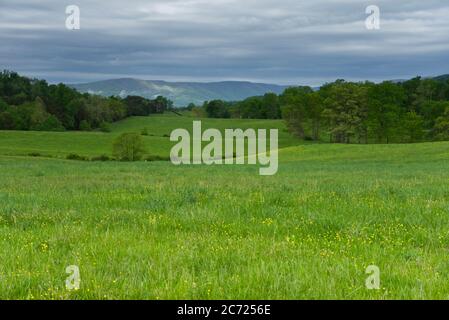 Eine schöne grüne Weide mit gelben Butterblumen unter bedrohlichem Himmel mit Bergen im Hintergrund und Bäumen in der Ferne. Stockfoto