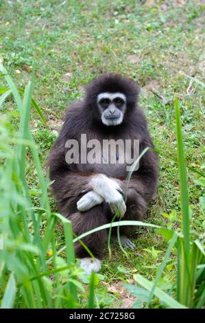 Spider monkey Stockfoto