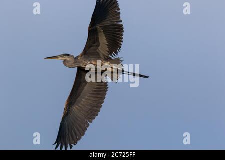 Great Blue Heron (Ardea herodias) Überflug auf einem Sommer Morgen blauen Himmel Hintergrund Stockfoto