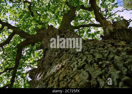 Blick auf die riesige Eiche vom Boden Stockfoto