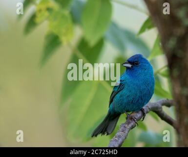 Indigo Bunting (Passerina cyanea) auf Zweig weichen grünen Blättern Hintergrund thront Stockfoto