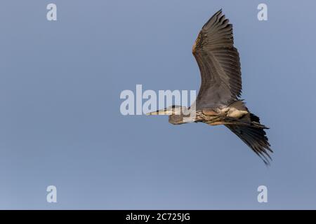 Great Blue Heron (Ardea herodias) Überflug auf einem Sommer Morgen blauen Himmel Hintergrund Stockfoto