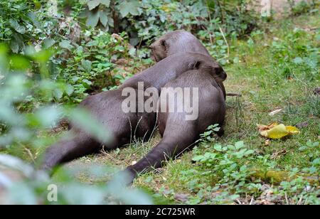 Paar riesige Flussotter Stockfoto