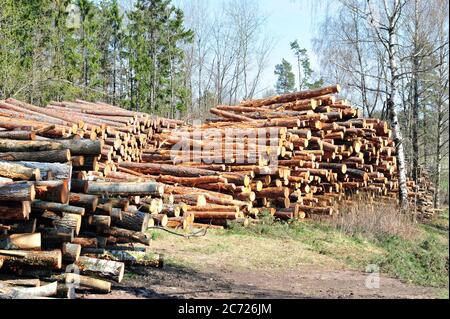 Holzstämme im Wald an einem sonnigen Tag von der Seite geschossen. Bäume im Hintergrund. Horizontales Foto. Stockfoto