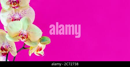 Gelbe Orchidee auf hellmagenta-rosa Hintergrund, breites Blumenbanner mit Platz für Text Stockfoto