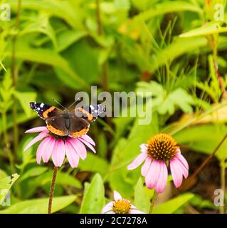 Nahaufnahme eines roten Admiral Butterfly auf einer lila Blume in einem Garten sitzend Stockfoto