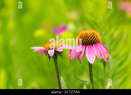 Nahaufnahme von zwei lila Kegelblumen mit grünem Hintergrund Stockfoto