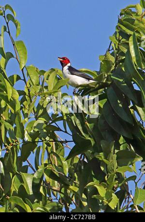 Red-capped Kardinal (Paroaria gularis gularis) nach der Fütterung in Tree Top Inirida; Kolumbien November Stockfoto