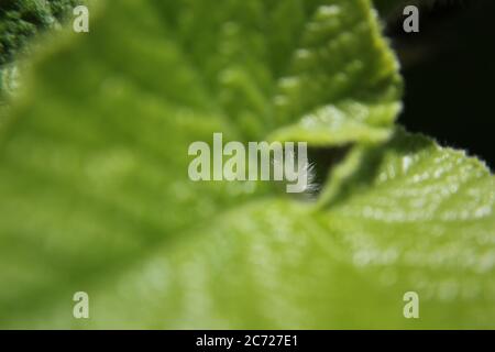 Garten Kürbis Rebe und Blätter. Stockfoto