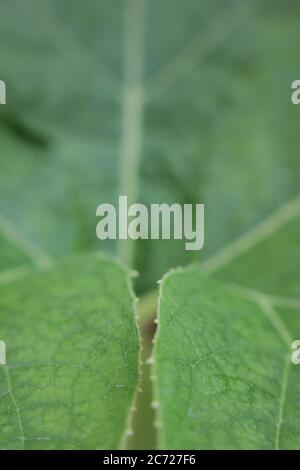 Garten Kürbis Rebe und Blätter. Stockfoto