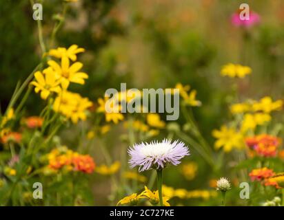 Lila Thistle in der Mitte mit gelben und orangen Blüten dahinter Stockfoto