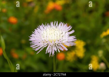 Nahaufnahme eines Purple Thistle mit grünem Hintergrund Stockfoto