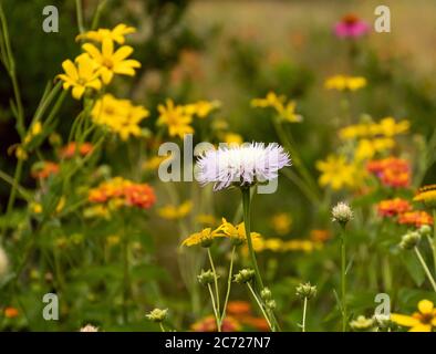 Lila Thistle Blume in der Mitte mit gelben und orangen Blüten dahinter Stockfoto