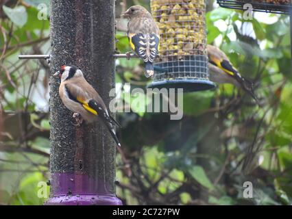 Jungfinken und Erwachsene Finken strömen für Samen auf Gartenfütterer Goldfinch hat einen kurzen gekerbten Schwanz und ein gelbes Gefieder Zarte, spitz zulaufende Schnabel Stockfoto