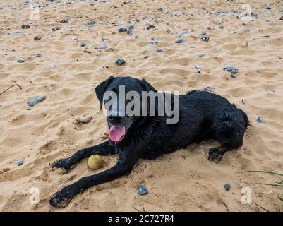 Schwarzer Labrador Retriever liegt am Strand, nach der Spielzeit ruht er sich aus. Stockfoto