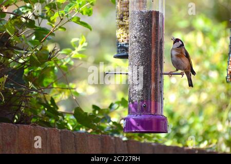 Goldfinch Singen Barschen auf Vogelfutterhäuschen sein langer Schnabel ermöglicht es, Samen zu extrahieren. Finch mit leuchtend roten Gesicht gelb Flügel Patch twitterndes Lied und Ruf Stockfoto