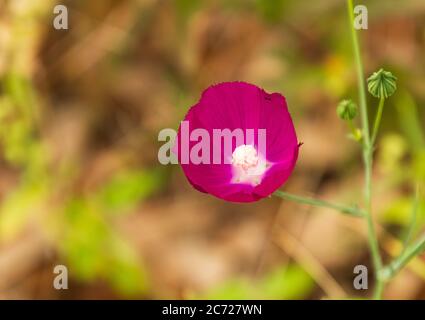 Nahaufnahme einer violetten Winecup Wildblume mit einer Ameise darauf Stockfoto