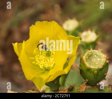 Nahaufnahme einer Pollen bedeckten Biene in einer gelben Kaktusblüte aus Stachelpfeenpaktus Stockfoto