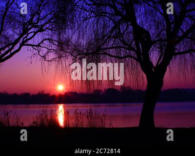 Erstaunlicher Sonnenaufgang in rosa und violetten Farbtönen über einem See in einer wunderschönen, farbenfrohen Landschaft. Silhouette einer Trauerweide mit der Sonne in Nahaufnahme. Stockfoto